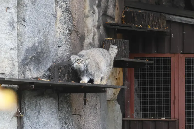 モスクワ動物園のティモフェイの写真