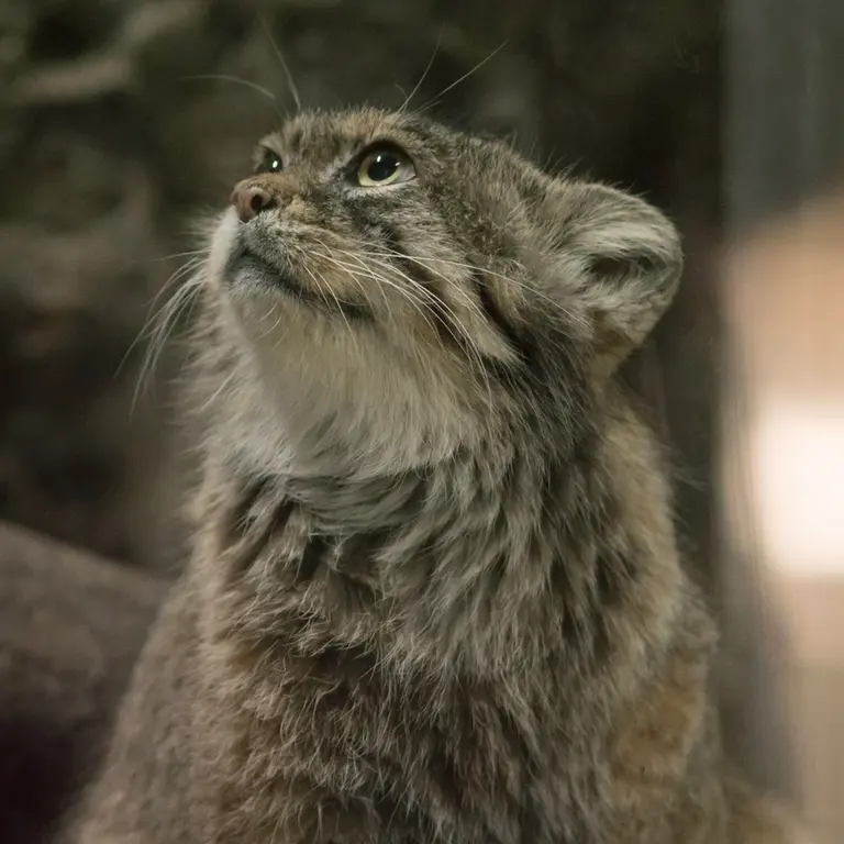 恩賜上野動物園のプリームラの写真