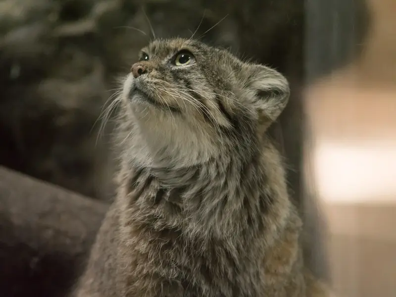 恩賜上野動物園のプリームラの写真