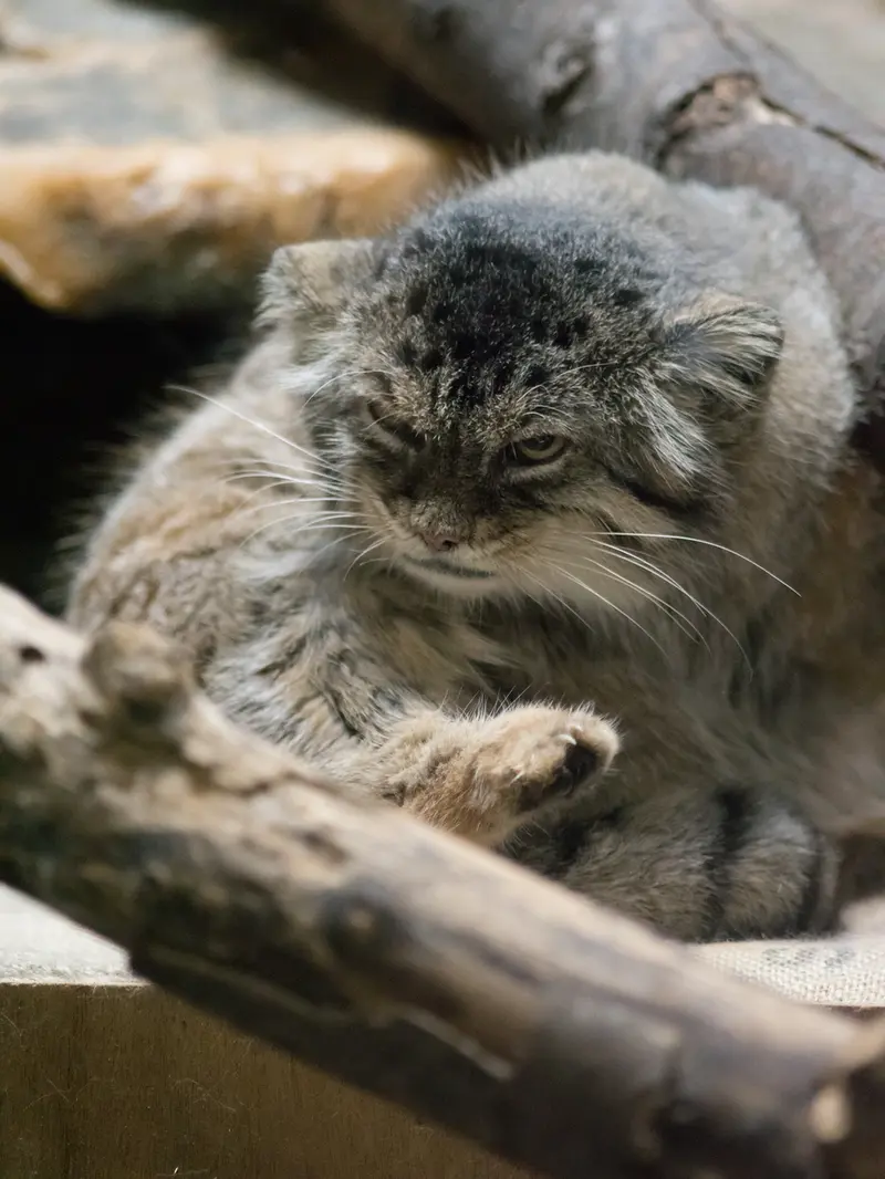 恩賜上野動物園のプリームラの写真
