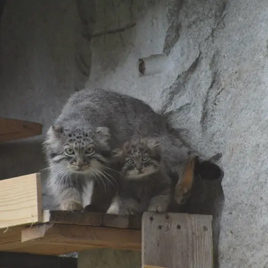 モスクワ動物園のヴァルヴァラとダーライの写真