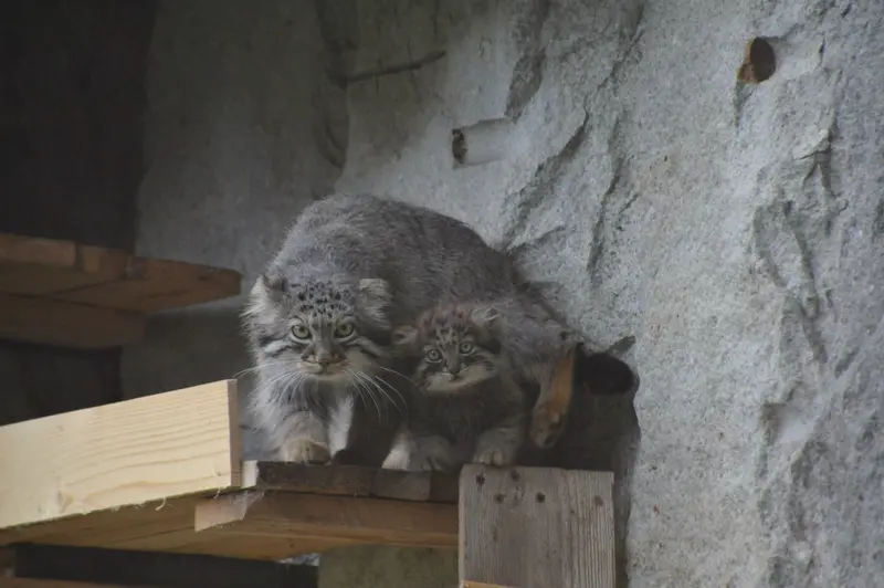 モスクワ動物園のヴァルヴァラとダーライの写真
