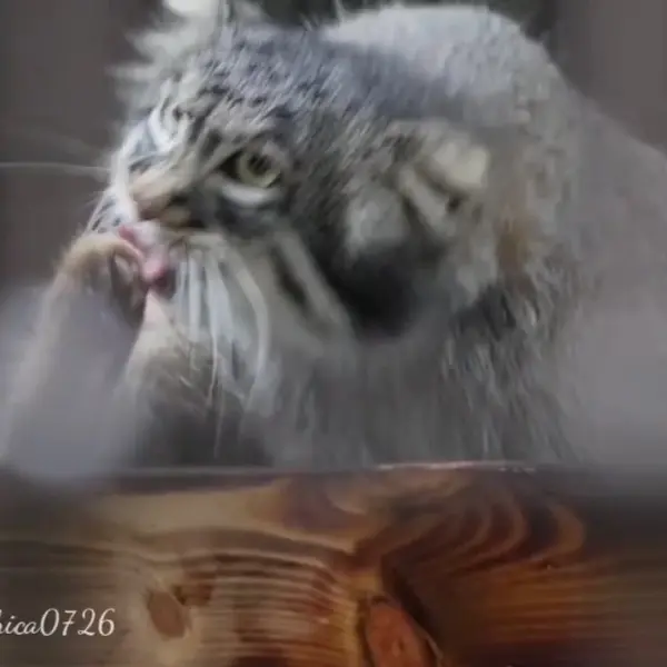 野毛山動物園のフィーガの写真
