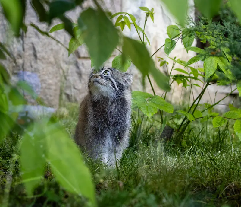 モスクワ動物園のティモフェイの写真