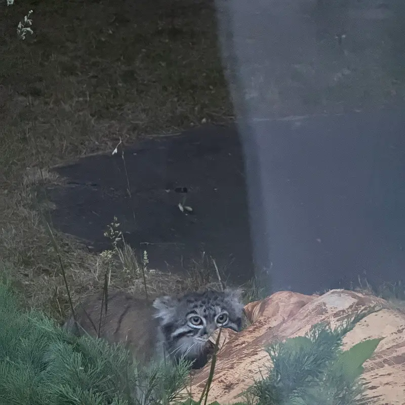 モスクワ動物園のティモフェイの写真