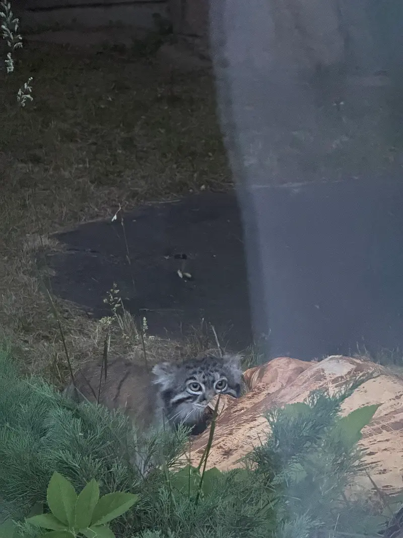 モスクワ動物園のティモフェイの写真