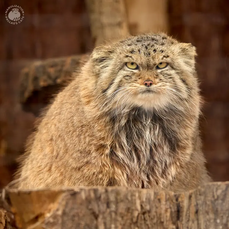 レニングラード動物園のペペの写真