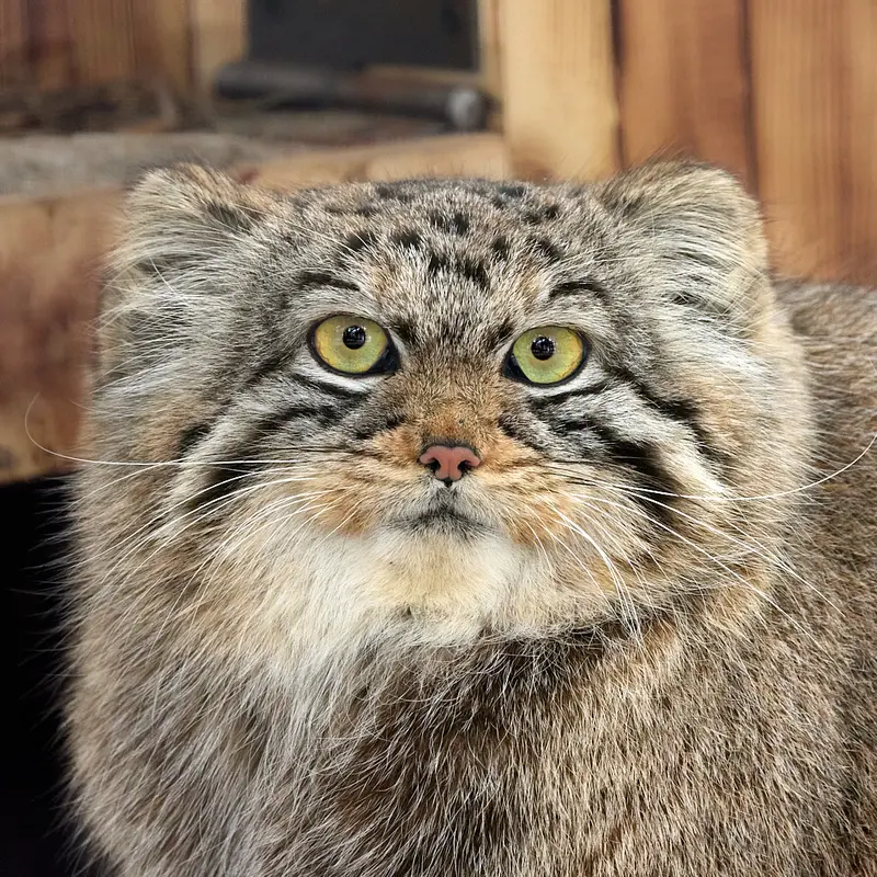 ノヴォシビルスク動物園のマヌルネコのアーニャ