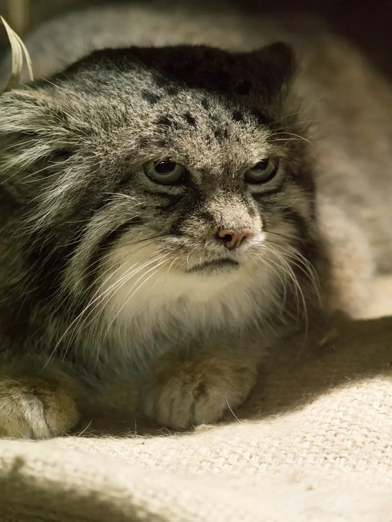 恩賜上野動物園のクリョンの写真