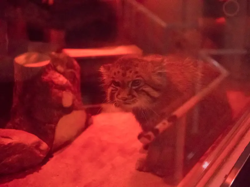 恩賜上野動物園のナイマの写真