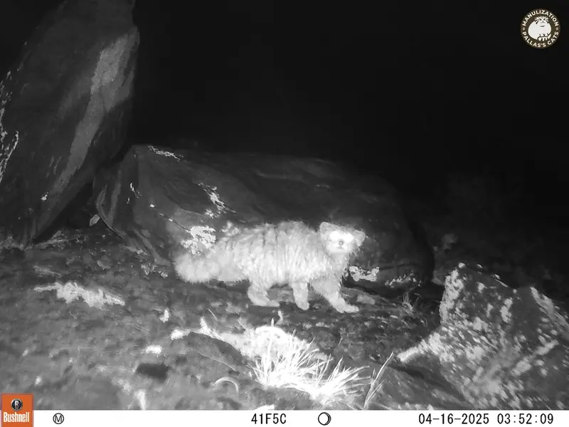 コシュカルカメラトラップで撮影したOtocolobus manul manulの写真