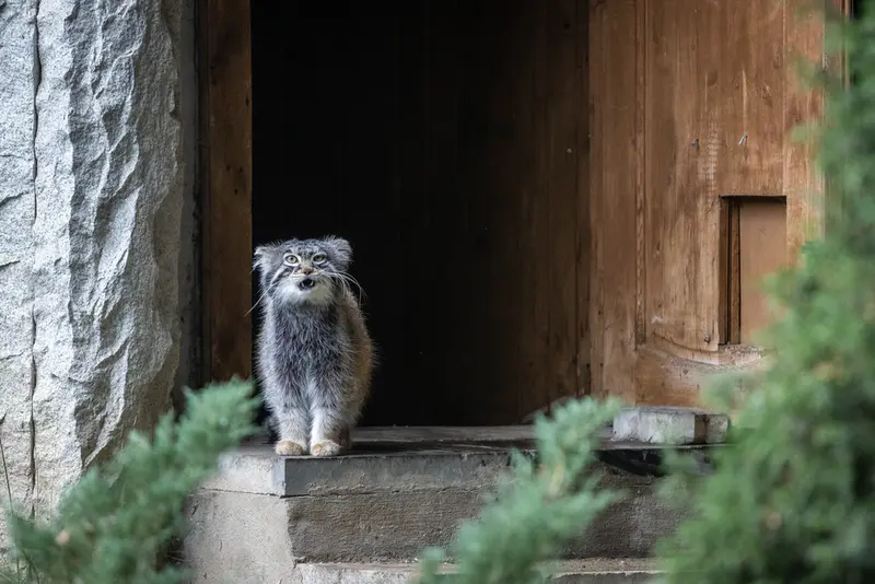 モスクワ動物園のティモフェイの写真
