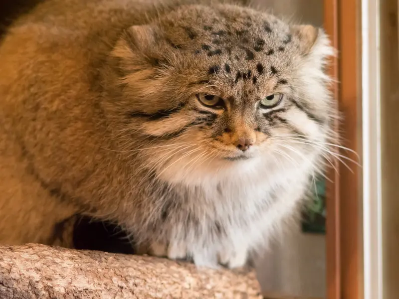 埼玉県こども動物自然公園のロータスの写真