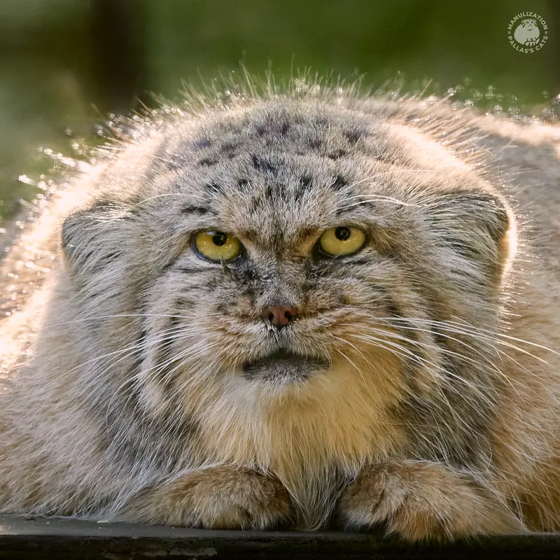 ザールブリュッケン動物園のカルプソの写真