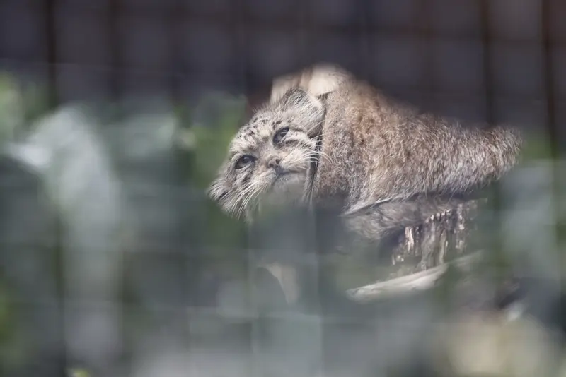 マヌルネコの写真