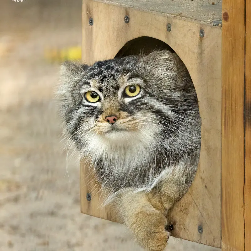 ノヴォシビルスク動物園のブルースの写真