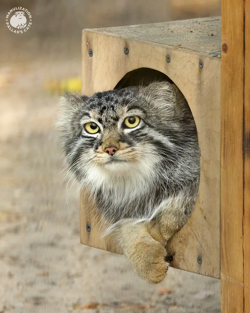 ノヴォシビルスク動物園のブルースの写真