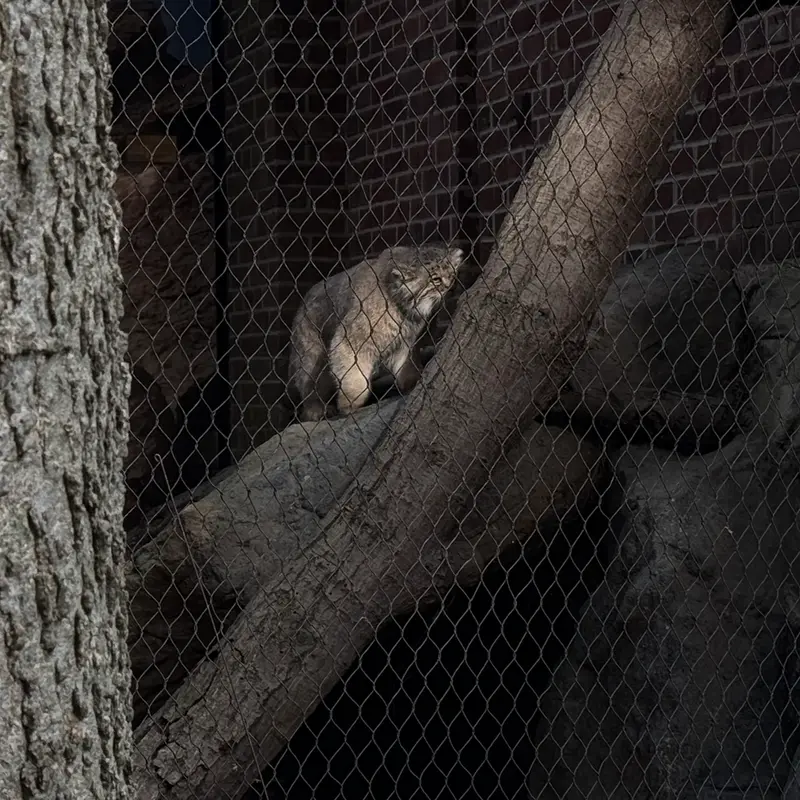 プロスペクト・パーク動物園のサルナイの写真
