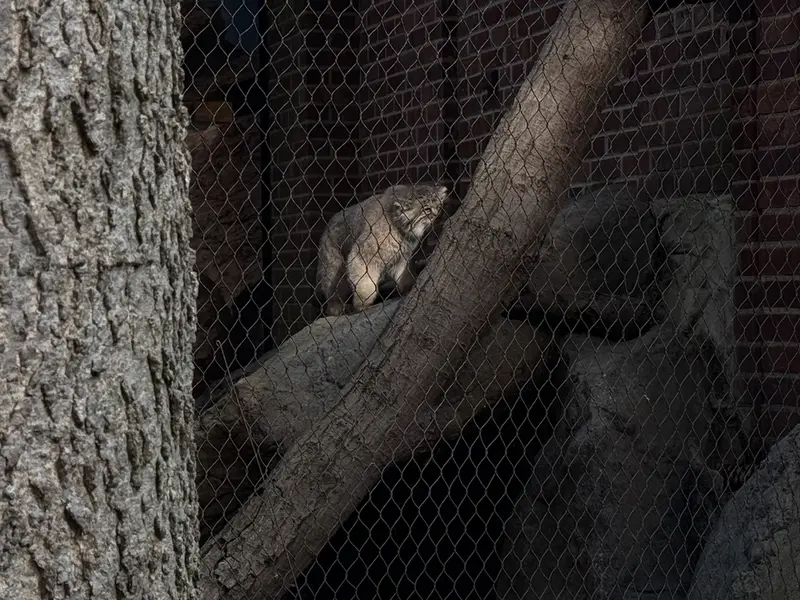 プロスペクト・パーク動物園のサルナイの写真