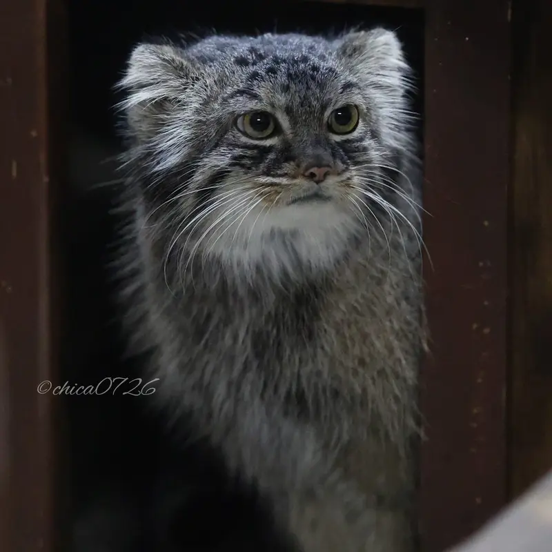 恩賜上野動物園のサフランの写真