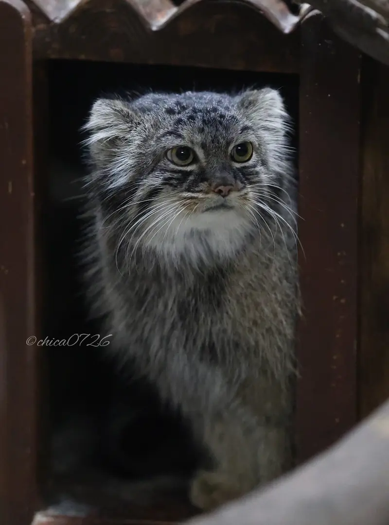 恩賜上野動物園のサフランの写真