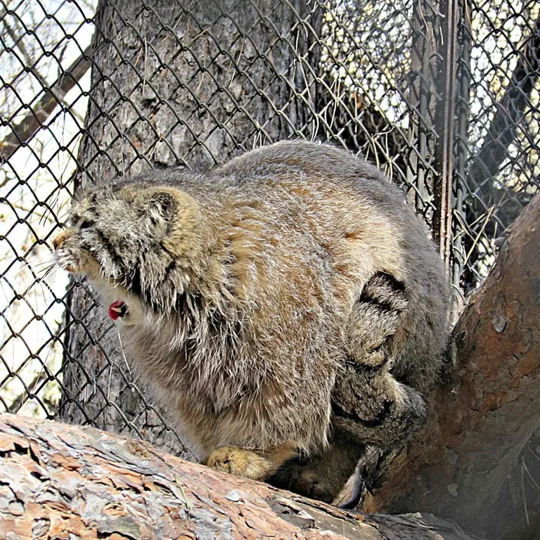 ノヴォシビルスク動物園のゼレノゴルスクの写真