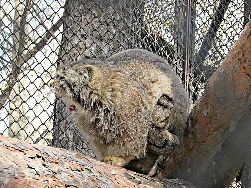 ノヴォシビルスク動物園のゼレノゴルスクの写真
