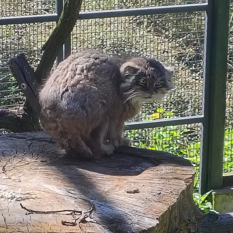 ウッチ動物園のパッツォの写真