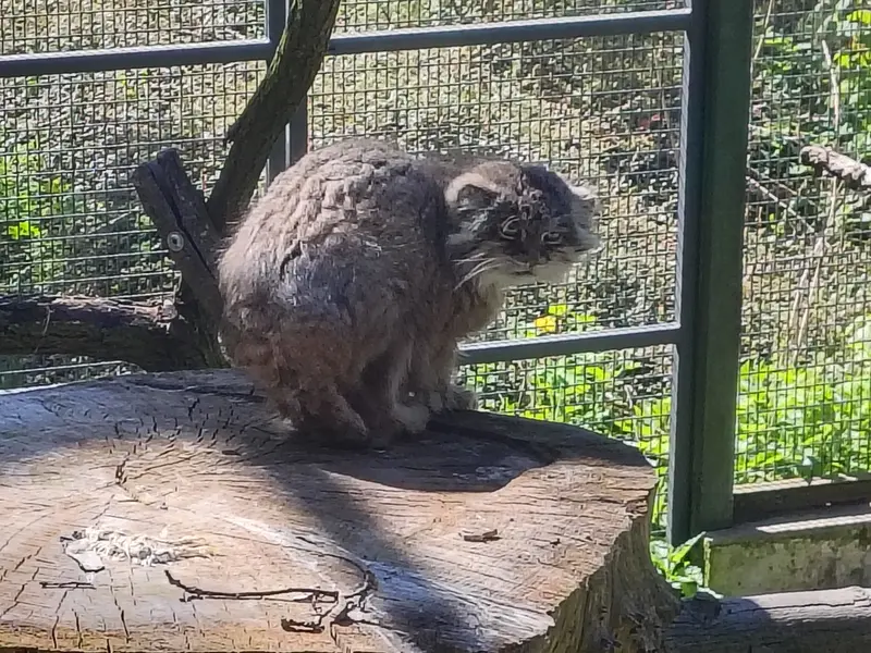 ウッチ動物園のパッツォの写真