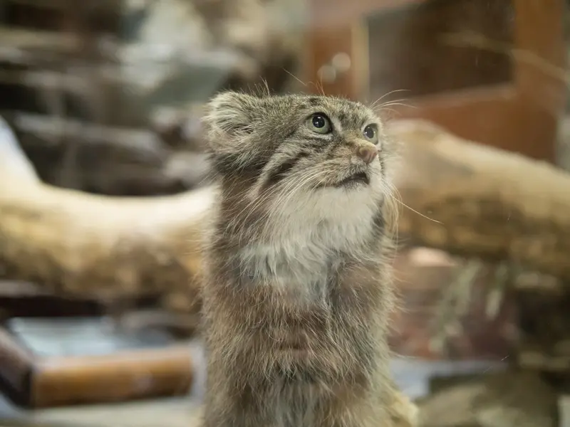 恩賜上野動物園のクリョンの写真