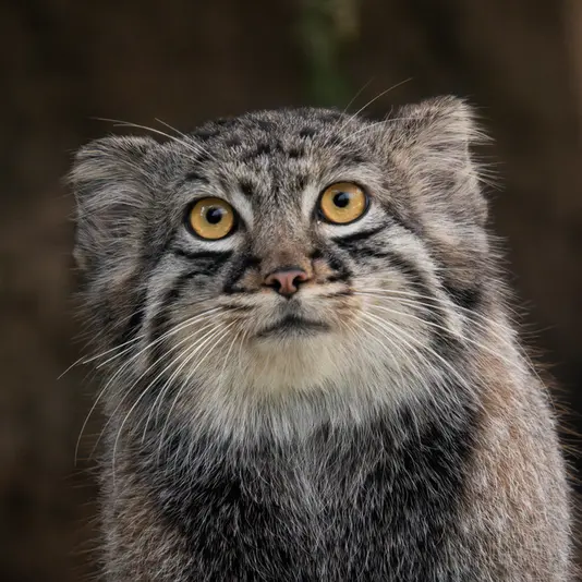 神戸どうぶつ王国のテルの写真