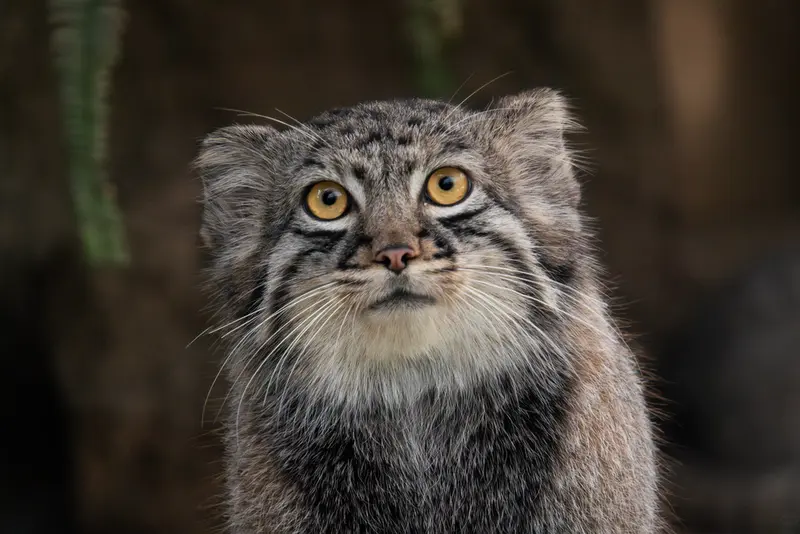 神戸どうぶつ王国のテルの写真