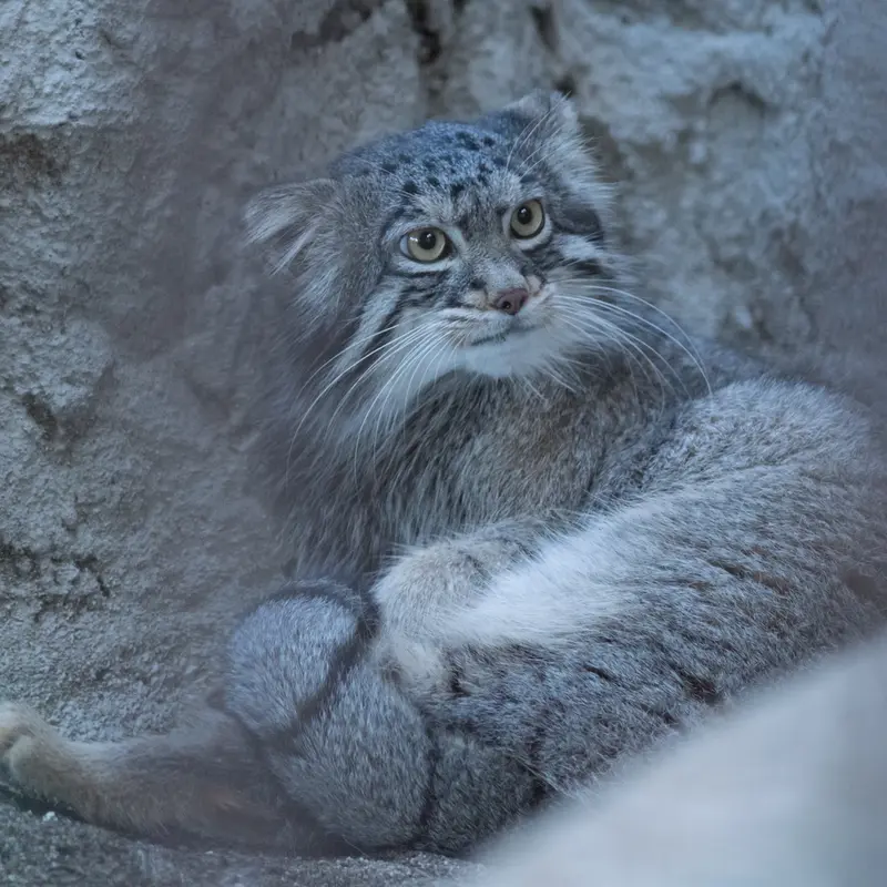 野毛山動物園のフィーガの写真