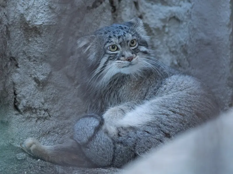 野毛山動物園のフィーガの写真
