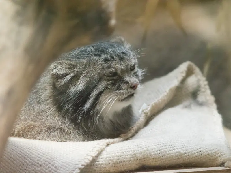 恩賜上野動物園のクリョンの写真