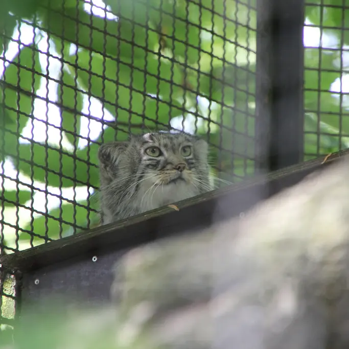 ノイヴィート動物園のアーサーの写真