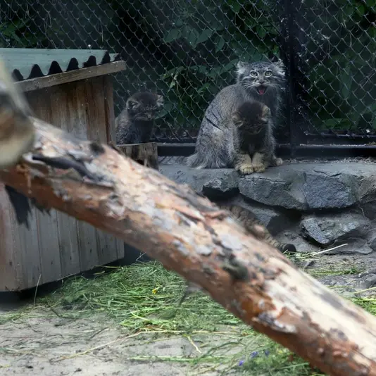 ノヴォシビルスク動物園のアイシャの写真