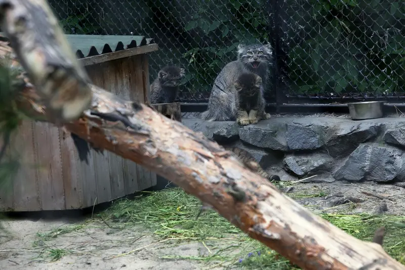 ノヴォシビルスク動物園のアイシャの写真