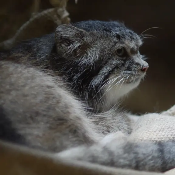 恩賜上野動物園のマヌルネコの写真