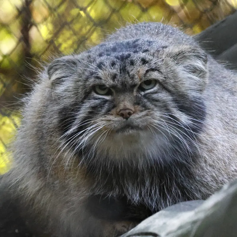 ノヴォシビルスク動物園のジョージの写真