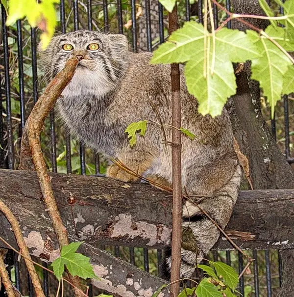 ノヴォシビルスク動物園のマヌルネコの写真