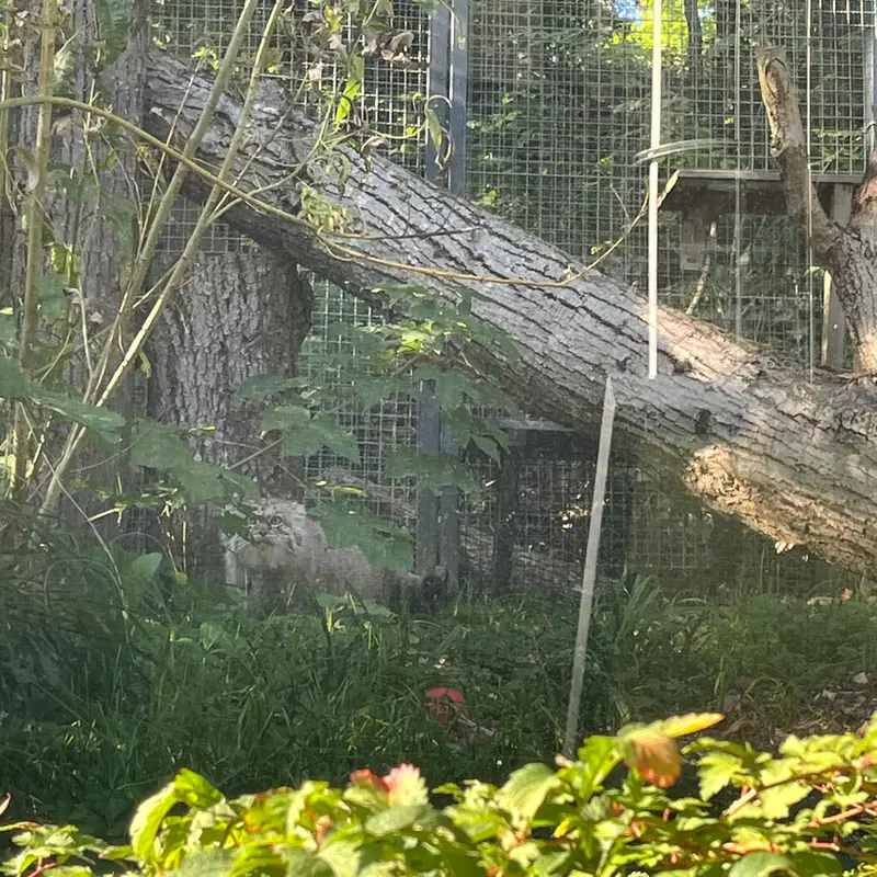 リトアニア動物園のメリッサの写真