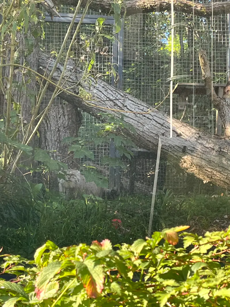 リトアニア動物園のメリッサの写真