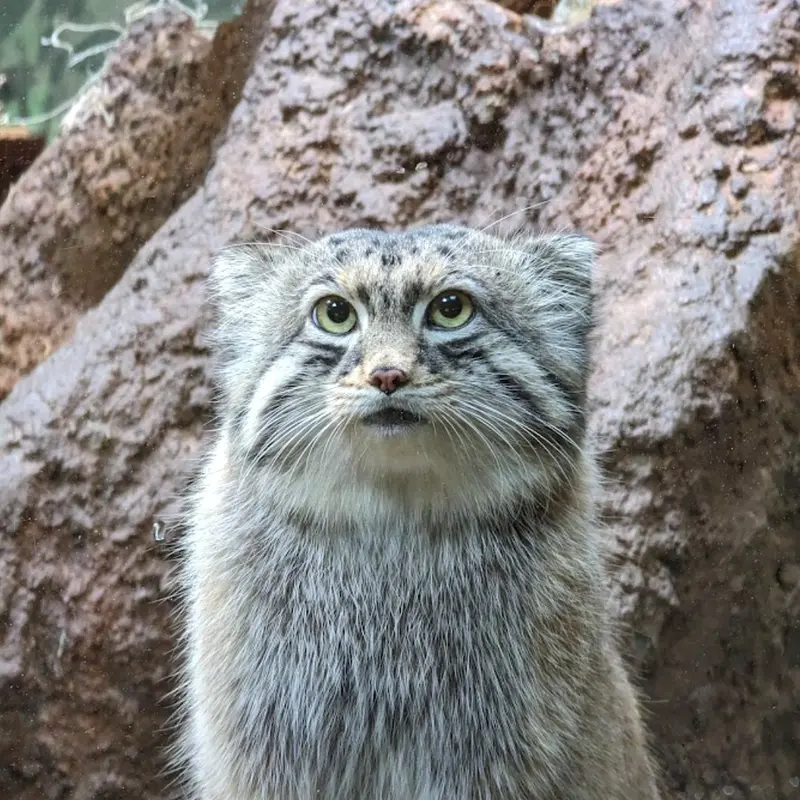 バタールの写真