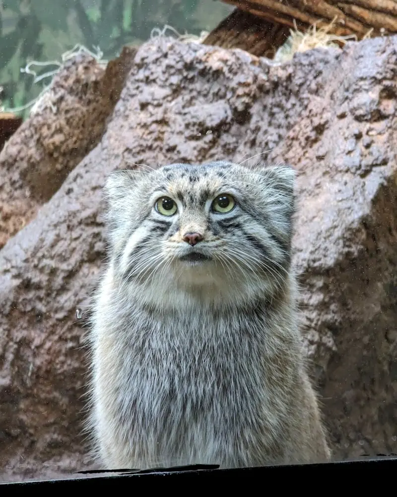 バタールの写真