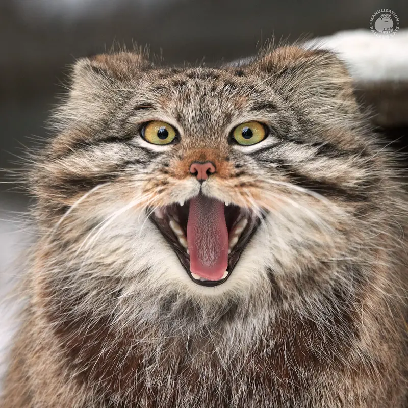 ノヴォシビルスク動物園のスネジンカの写真