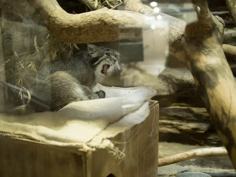 恩賜上野動物園のクリョンの写真