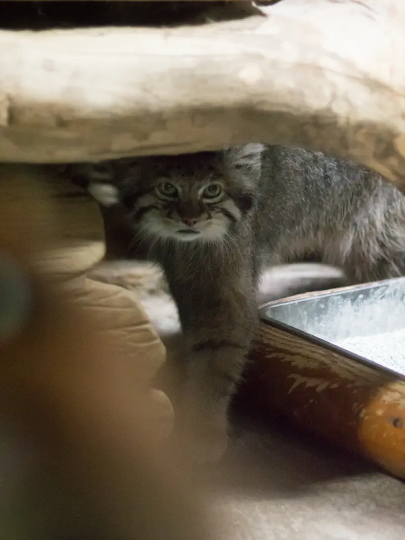 恩賜上野動物園のクリョンの写真