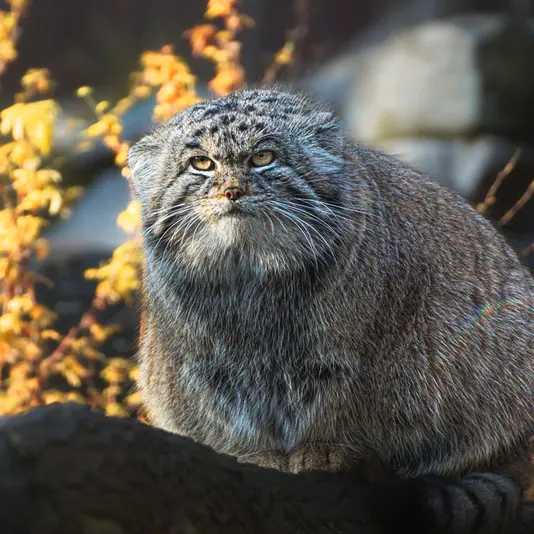ヴロツワフ動物園のナザルの写真