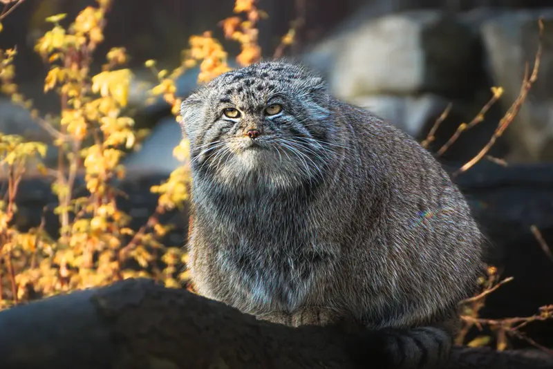 ヴロツワフ動物園のナザルの写真